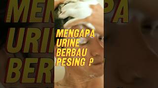 Mengapa Urine Berbau Pesing [upl. by Ybbob]