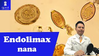 Conoce a Endolimax nana Morfología y CLAVES para su identificación laboratorio de parasitología 🔬 [upl. by Donelu]