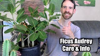 Ficus AudreyBanyan Tree Care amp Info Ficus benghalensis [upl. by Eilyk]