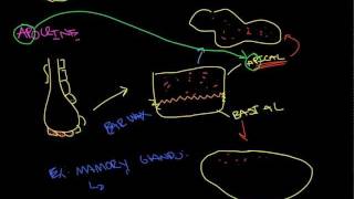 Glandular Epithelial Tissue [upl. by Franz]