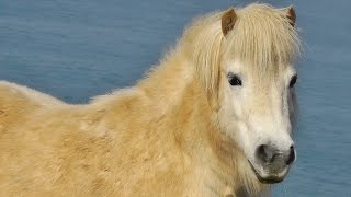 Shetland Ponies Overlooking Godrevy Lighthouse [upl. by Stoeber883]