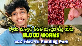 How To Make Blood Worms  Feeding Blood Worms [upl. by Marteena]