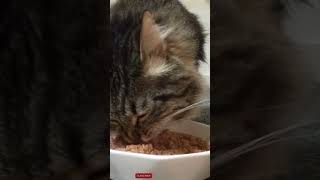 cat eating asmr [upl. by Yessac804]