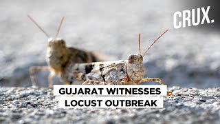 Locust Invasion Threatens Farmers in Gujarat [upl. by Arehahs]