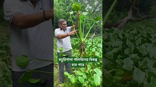 কচুরিপানা পলিথিনের বিকল্প হতে পারে। [upl. by Norej]