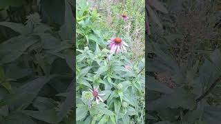 Echinacea Coneflower Plant Profile  Immune Boosting Herb [upl. by Huai]