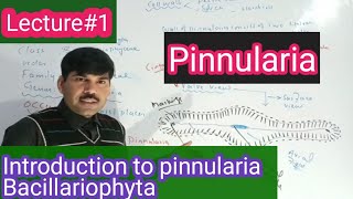 Diagramatic introduction to pinnularia BSC BS botany aliuzairpakistan [upl. by Anividul]