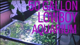 50 Gallon Lowboy community aquarium [upl. by Renate600]