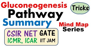 Gluconeogenesis biochemistry pathway and regulation  CSIR NET GATE ICMR JRF IIT JAM [upl. by Uda297]