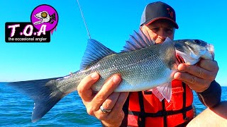 lure fishing kent oyster beds for Bass [upl. by Ahsitneuq]