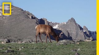 What Are Tundras  National Geographic [upl. by Anayd]