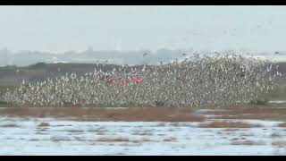 Godwits in a panic  Lancashire  November 2023 [upl. by Eelannej402]