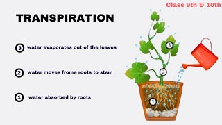 Transportation in Plants  Life processes  class 9th amp 10th [upl. by Suolkcin415]