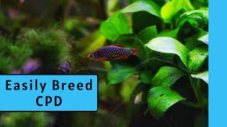 HOW TO BREED CELESTIAL PEARL DANIO  Breeding Celestial Pearl Danios CPD Part 1 [upl. by Abihsat]