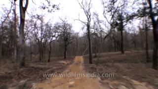 Satpura National Park jungle safari  Madhya Pradesh [upl. by Eilyab178]