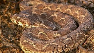 Sawscaled Viper Makes Incredible Warning Noise before Attacking  Deadly 60  Earth Unplugged [upl. by Niuqauj683]