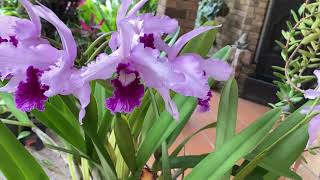 ORCHID GARDEN IN DECEMBER C purpurata flowering AUSTRALIA [upl. by Nhguaval]