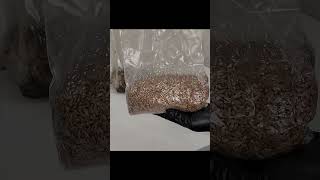 🍄 Grain Spawn Bags The Good😇 The Bad😈 The Ugly💩 substrate mycology mushroom diy [upl. by Anaehr]