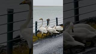 Whooper Swan swans  seabird birdspotting birding birders nature [upl. by Cantone]