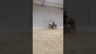 Lusitano Stallion 3 years old 170 cm Palomino [upl. by Ahsemot214]