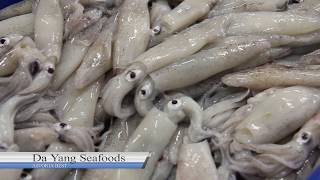 1080HD Da Yang Seafoods  Loligo Squid [upl. by Kamal]