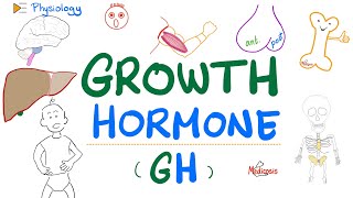 Growth Hormone GH  Somatotropin  Dwarfism Gigantism Acromegaly  Endocrine Physiology [upl. by Tonye]