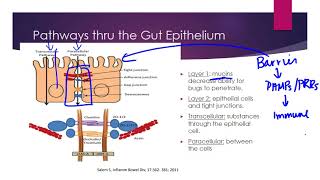 Mucosal Immunity [upl. by Chatwin]