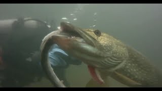 This is How they Fish Piranhas in Brazil [upl. by Nawuq]