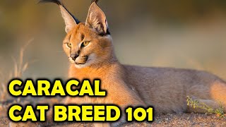 Caracal Cat Breed 101 Everything You Should KnowAll Cats [upl. by Yelsek436]