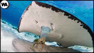 Hammerhead shark attacks sting ray at Adventure aquarium [upl. by Ahsiekin]