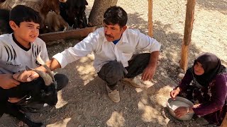 Milking sheep and preparing local food with sheeps milk [upl. by Ashmead462]