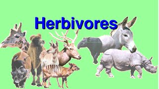 What are Herbivores Video for Kids [upl. by Olrak799]