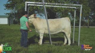 Show Cattle How to Tie a Calf in a Chute [upl. by Annohs]