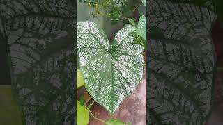 Caladium bicolour quotWhite Christmas quot plant ☘️☘️🌱☘️💚 [upl. by Suravaj917]