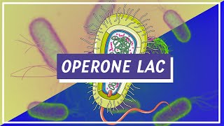 Operone Lac  Pillole di Scienza [upl. by Ceevah]