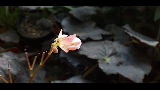 Begonia Black Velvet  Care amp how to grow from leaf cuttings [upl. by Chev]