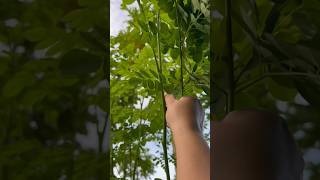 Fresh moringa leaves shorts YouTube green vegetables nature philippines [upl. by Feltie]