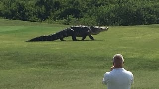 Giant Gator Walks Across Florida Golf Course  GOLFcom [upl. by Marutani]