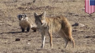 Badger and coyote Animal pair team up as rare interspecies hunting duo in Colorado  TomoNews [upl. by Newmark]