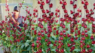 Growing and Harvesting Red Atiso at home Lots of good uses for health [upl. by Chun20]