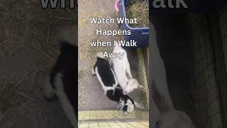 Heartwarming Moment Baby Goats Beg Dad to Stay stress anxiety animalcrayzay separationanxiety [upl. by Lydia]