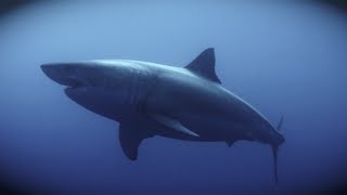 California Great White Sharks Need Our Help [upl. by Hector]