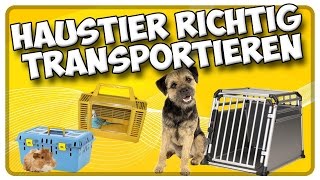 Transport von Hund Katze und Kleintieren im Auto So transportiere ich mein Haustier richtig [upl. by Yreneh]