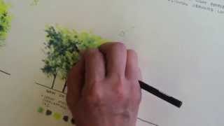 Rendering trees using colored pencil [upl. by Slavic]