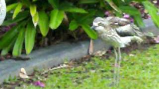 BushStone curlews making their strange quotwailingquot calls [upl. by Binnings216]