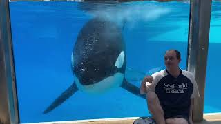 Orcas Up Close SeaWorld Orlando 62 3 62024 [upl. by Arihsay]