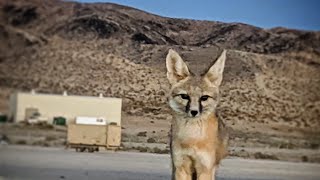 Coyotes and Kit Foxes at Fort Irwin CA Close Encounters [upl. by Lezned]