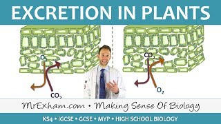 Excretion  Flowering Plants  GCSE Biology 91 [upl. by Eetak]