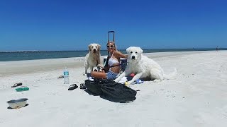 Cooper and Koda go to the Beach Super Cooper Sunday 55 [upl. by Nekcarb]