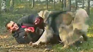 Caucasian Ovcharka Dangerous Attack  Giant Dog ATTACK Compilation HD [upl. by Egap881]